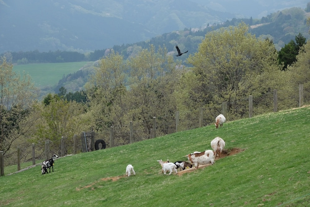 ふれあい高原牧場（住所：東秩父村）
