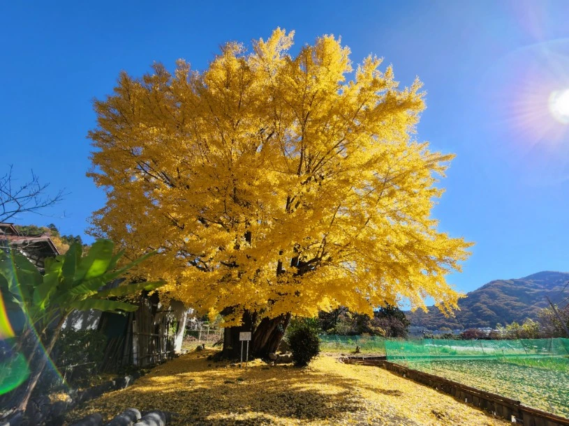 国神の大銀杏（紅葉）